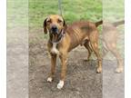 Rhodesian Ridgeback Mix DOG FOR ADOPTION RGADN-1340585 - BENJAMIN - Rhodesian