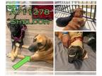 Great Dane Mix DOG FOR ADOPTION RGADN-1340590 - SHELDON - Great Dane / Mixed