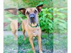 Chinese Shar-Pei-Labrador Retriever Mix DOG FOR ADOPTION RGADN-1340592 - Denver