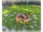 German Shepherd Dog Mix DOG FOR ADOPTION RGADN-1340593 - Jonas - German Shepherd
