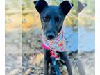 Huskies Mix DOG FOR ADOPTION RGADN-1340605 - SHELBY - Australian Cattle Dog/Blue