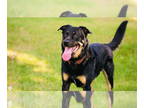 Shepradors DOG FOR ADOPTION RGADN-1340606 - Abel - German Shepherd Dog /