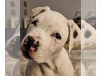 American Pit Bull Terrier Mix DOG FOR ADOPTION RGADN-1340611 - CLARK - Pit Bull