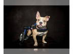 American Staffordshire Terrier Mix DOG FOR ADOPTION RGADN-1340613 - Goose -