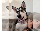 Siberian Husky Mix DOG FOR ADOPTION RGADN-1340621 - Jubilee - Siberian Husky /
