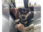 Mix DOG FOR ADOPTION RGADN-1340623 - Apollo - Husky / Rottweiler (short coat)
