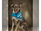 German Shepherd Dog Mix DOG FOR ADOPTION RGADN-1340626 - Siyah - German Shepherd