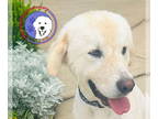Great Pyrenees DOG FOR ADOPTION RGADN-1340627 - Harvey - Great Pyrenees (long