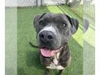 American Staffordshire Terrier Mix DOG FOR ADOPTION RGADN-1340629 - Rooney -