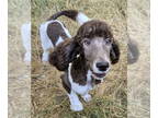 Poodle (Standard) DOG FOR ADOPTION RGADN-1340633 - Dalton - Poodle (Standard)
