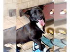 Pembroke Welsh Corgi Mix DOG FOR ADOPTION RGADN-1340640 - Ace - Cattle Dog /