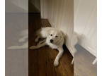 Great Pyrenees Mix DOG FOR ADOPTION RGADN-1340643 - Aria - Great Pyrenees /