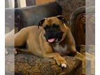 Boxer DOG FOR ADOPTION RGADN-1340645 - Luna VIII - Boxer Dog For Adoption