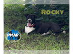 Huskies Mix DOG FOR ADOPTION RGADN-1340650 - Rocky - Husky / Mixed (short coat)