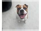 Bullboxer Pit DOG FOR ADOPTION RGADN-1340656 - ROCKET - Boxer / Pit Bull Terrier