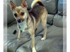 Feist Terrier Mix DOG FOR ADOPTION RGADN-1340659 - Poppy - Feist / Mixed Dog For