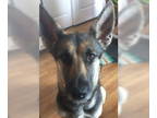 German Shepherd Dog DOG FOR ADOPTION RGADN-1340681 - Aluna - German Shepherd Dog