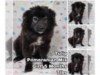 Pomeranian Mix DOG FOR ADOPTION RGADN-1340690 - Tulip from Korea - Pomeranian /