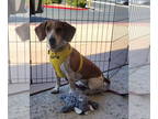 Beagle DOG FOR ADOPTION RGADN-1340695 - Shauna - Beagle Dog For Adoption
