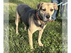 Puggle DOG FOR ADOPTION RGADN-1340707 - Patsy Puggle - Beagle / Pug / Mixed