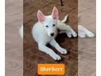 German Shepherd Dog DOG FOR ADOPTION RGADN-1340712 - Sherbert - German Shepherd