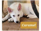 German Shepherd Dog-Huskies Mix DOG FOR ADOPTION RGADN-1340713 - Caramel -