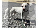 Bull Terrier-Pembroke Welsh Corgi Mix DOG FOR ADOPTION RGADN-1340715 - Stella -