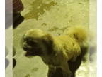 Cava-Tzu DOG FOR ADOPTION RGADN-1340718 - Bridget - Shih Tzu / Cavalier King