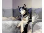 Mix DOG FOR ADOPTION RGADN-1340721 - Link (Husky) - Husky (medium coat) Dog