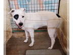 Bull Terrier-Dalmatian Mix DOG FOR ADOPTION RGADN-1340731 - Ava Blanche -