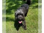 Aussiedoodle DOG FOR ADOPTION RGADN-1340733 - Midnight Urgent - Australian