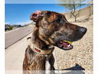 Plott Hound DOG FOR ADOPTION RGADN-1340758 - BEAU #8 - Plott Hound (short coat)