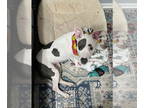 Dogo Argentino Mix DOG FOR ADOPTION RGADN-1340766 - Brantleigh (Sage SC) - Dogo