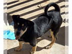 Labrador Retriever-Spaniel Mix DOG FOR ADOPTION RGADN-1340784 - Baby Girl -