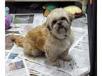Shih Tzu Mix DOG FOR ADOPTION RGADN-1340797 - Rexie - Shih Tzu / Mixed Dog For
