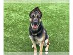 Akita-German Shepherd Dog Mix DOG FOR ADOPTION RGADN-1340798 - KING - German