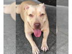 American Staffordshire Terrier DOG FOR ADOPTION RGADN-1340811 - Lambo - American