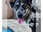 Border-Aussie DOG FOR ADOPTION RGADN-1340813 - Gemini Zod - Australian Shepherd