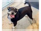 Cardigan Welsh Corgi-Staffordshire Bull Terrier Mix DOG FOR ADOPTION