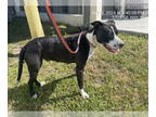 American Pit Bull Terrier Mix DOG FOR ADOPTION RGADN-1340817 - TOAST - American