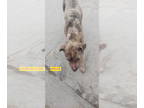 Great Dane Mix DOG FOR ADOPTION RGADN-1340829 - GRACIE - Great Dane / Mixed