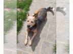 German Shepherd Dog Mix DOG FOR ADOPTION RGADN-1340830 - Pluto - German Shepherd