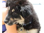 Shepweiller DOG FOR ADOPTION RGADN-1340832 - Ingrid - German Shepherd Dog /