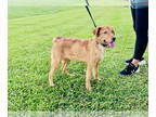 Golden Retriever DOG FOR ADOPTION RGADN-1340833 - Buddy Holly - Golden Retriever