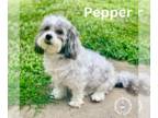 Shih-Poo DOG FOR ADOPTION RGADN-1340837 - Pepper - Shih Tzu / Poodle (Miniature)