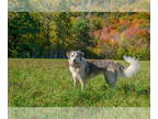 Border Collie-Great Pyrenees Mix DOG FOR ADOPTION RGADN-1340852 - Liberty- -