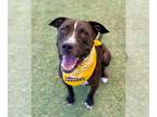 American Pit Bull Terrier DOG FOR ADOPTION RGADN-1340857 - CHARLEE - American