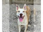 Huskies Mix DOG FOR ADOPTION RGADN-1340859 - Sky - Husky / Mixed (short coat)