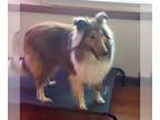 Collie DOG FOR ADOPTION RGADN-1340865 - Finnegan adoption pending - Collie Dog