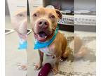 American Pit Bull Terrier Mix DOG FOR ADOPTION RGADN-1340869 - NELSON - Pit Bull
